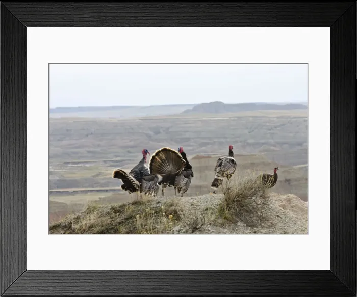 Framed Print : Picture No. 10886949 Framed Print : Picture No. 10886949