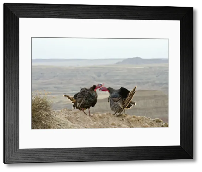 Framed Print : Picture No. 10886950 Framed Print : Picture No. 10886950