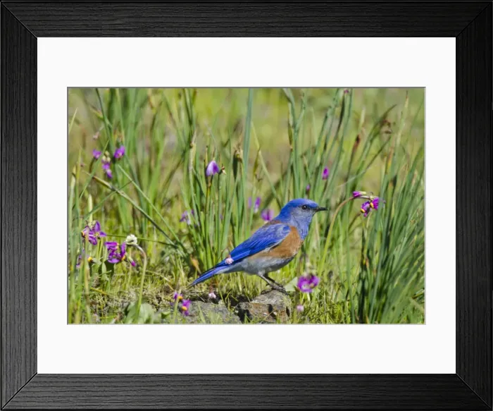 Framed Print : Picture No. 10886946 Framed Print : Picture No. 10886946
