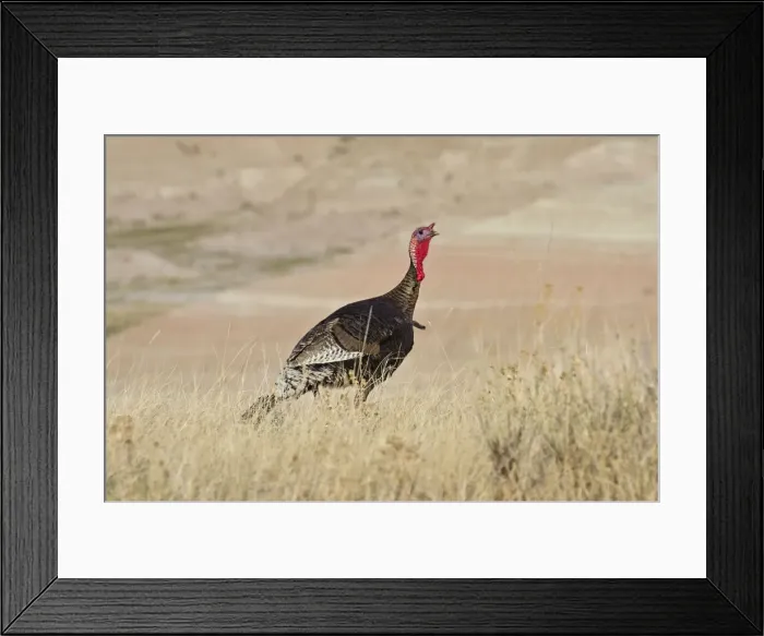 Framed Print : Picture No. 10886953 Framed Print : Picture No. 10886953