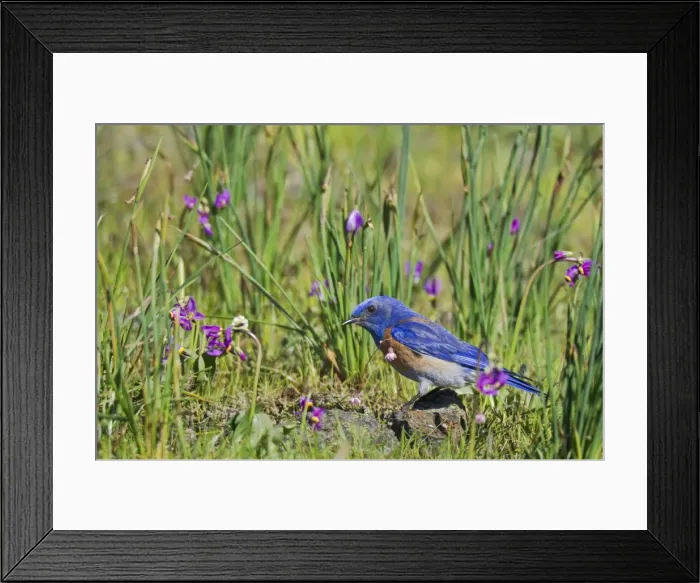 Framed Print : Picture No. 10886945