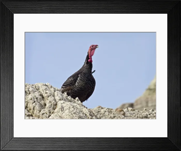 Framed Print : Picture No. 10886952 Framed Print : Picture No. 10886952