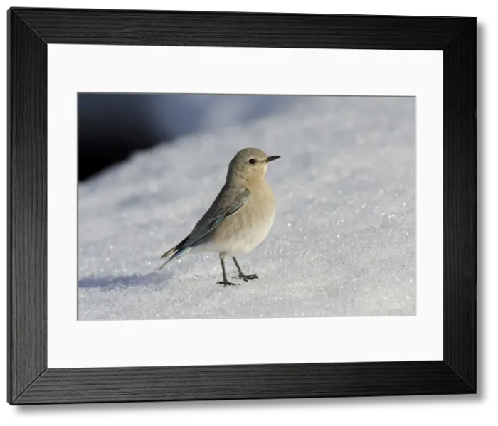 Framed Print : Picture No. 10886957 Framed Print : Picture No. 10886957