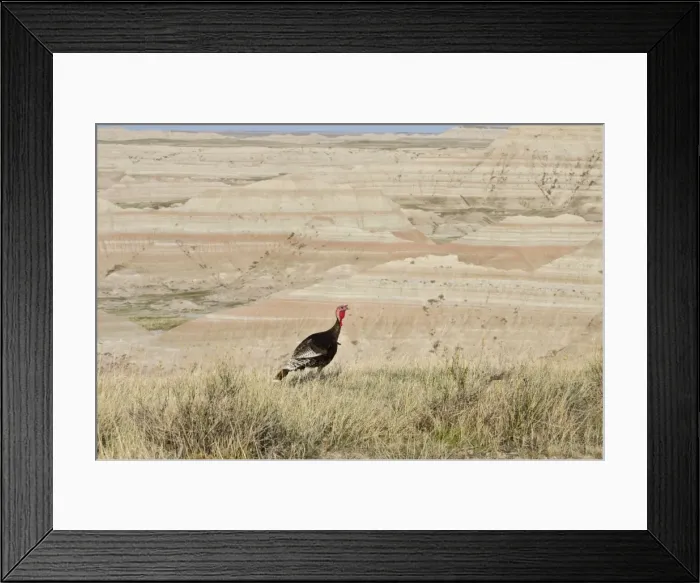 Framed Print : Picture No. 10886954 Framed Print : Picture No. 10886954