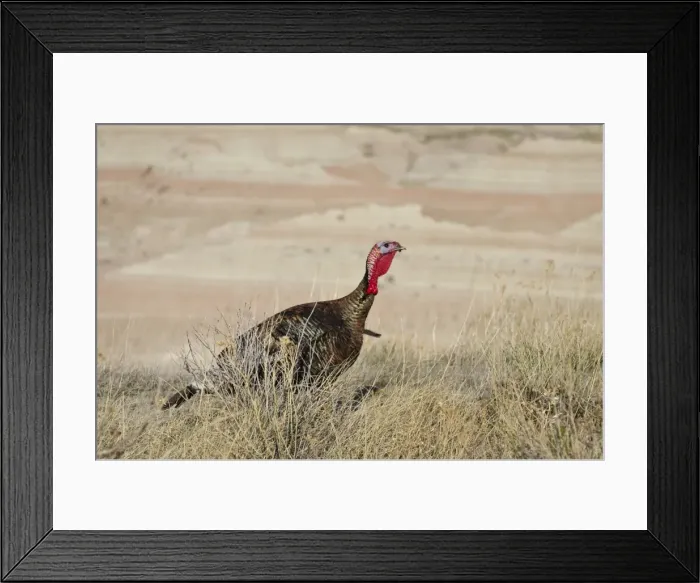 Framed Print : Picture No. 10886955 Framed Print : Picture No. 10886955