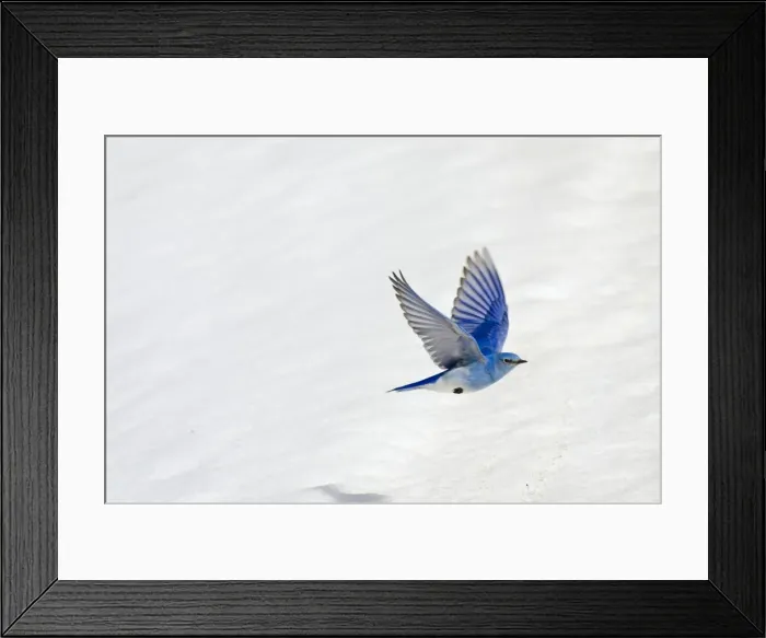 Framed Print : Picture No. 10886960 Framed Print : Picture No. 10886960