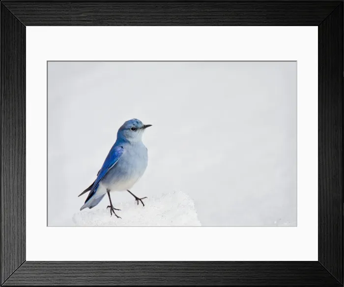 Framed Print : Picture No. 10886956 Framed Print : Picture No. 10886956