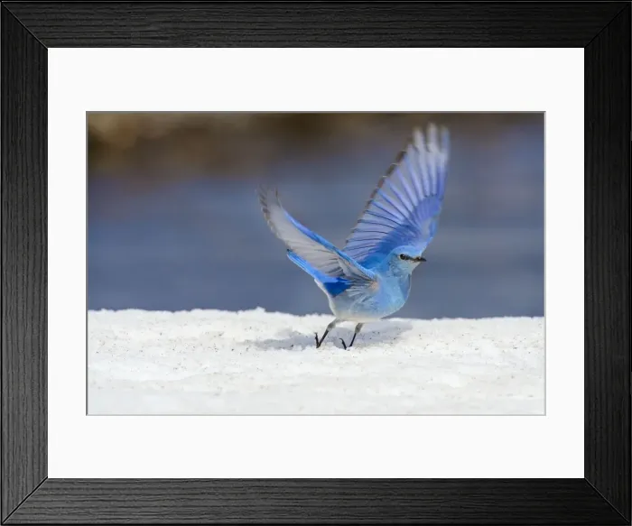 Framed Print : Picture No. 10886959 Framed Print : Picture No. 10886959