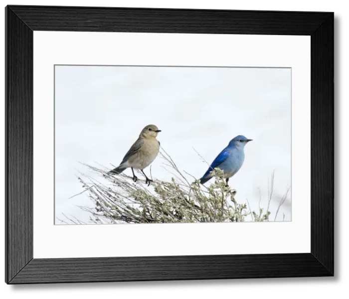 Framed Print : Picture No. 10886961 Framed Print : Picture No. 10886961