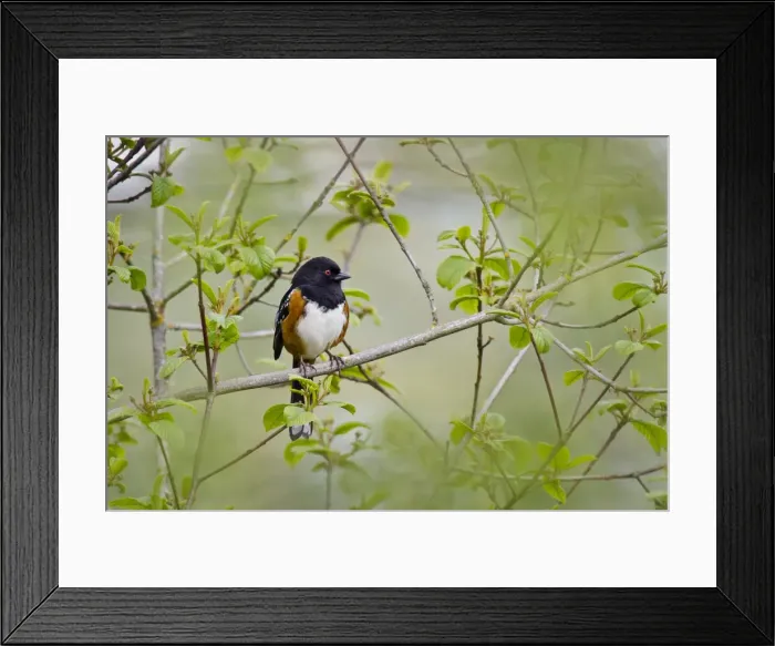 Framed Print : Picture No. 10886963 Framed Print : Picture No. 10886963