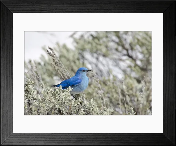 Framed Print : Picture No. 10886958