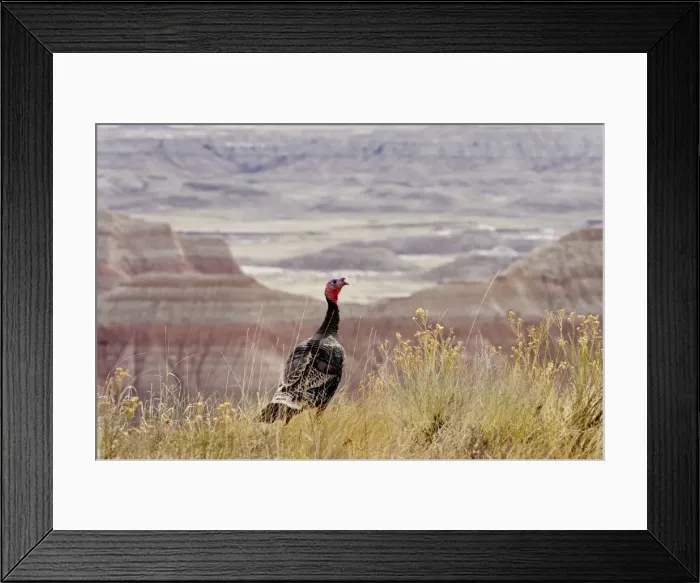 Framed Print : Picture No. 10886951 Framed Print : Picture No. 10886951