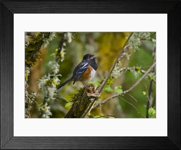 Framed Print : Picture No. 10886962 Framed Print : Picture No. 10886962