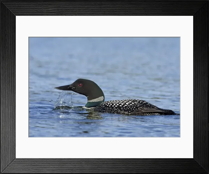 Framed Print : Picture No. 10886973 Framed Print : Picture No. 10886973