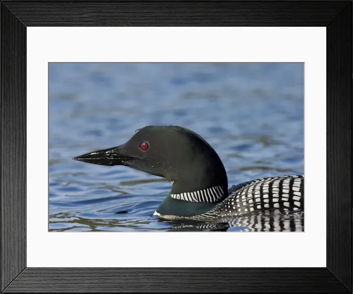 Framed Print : Picture No. 10886971 Framed Print : Picture No. 10886971