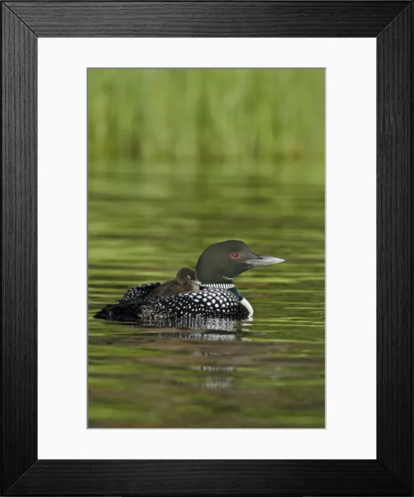 Framed Print : Picture No. 10886977 Framed Print : Picture No. 10886977