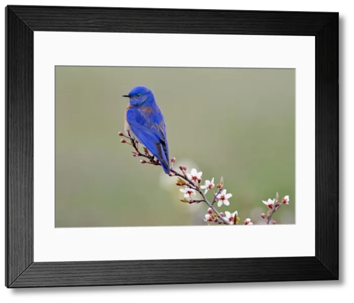 Framed Print : Picture No. 10886980 Framed Print : Picture No. 10886980
