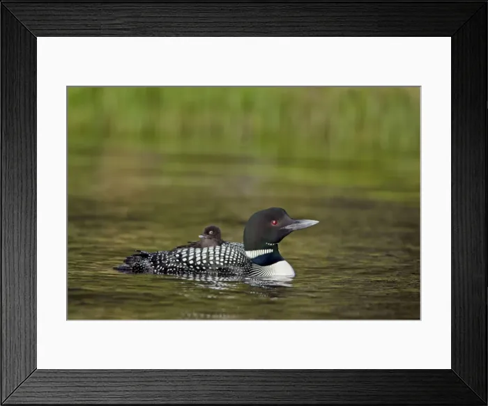 Framed Print : Picture No. 10886976 Framed Print : Picture No. 10886976