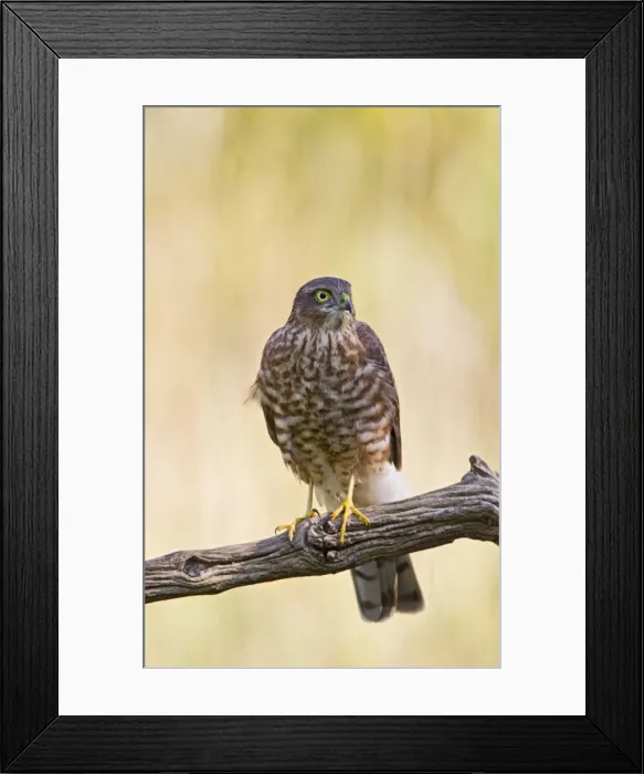 Framed Print : Picture No. 10886984 Framed Print : Picture No. 10886984