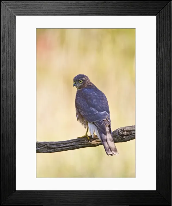 Framed Print : Picture No. 10886983 Framed Print : Picture No. 10886983