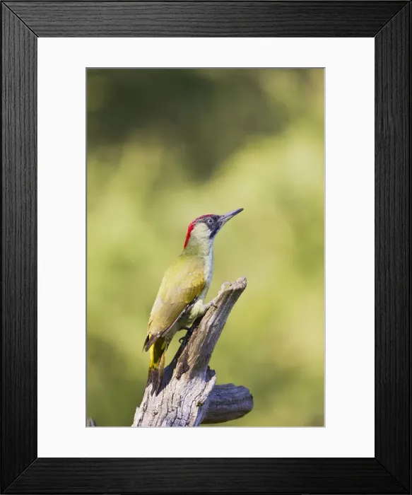Framed Print : Picture No. 10886986 Framed Print : Picture No. 10886986