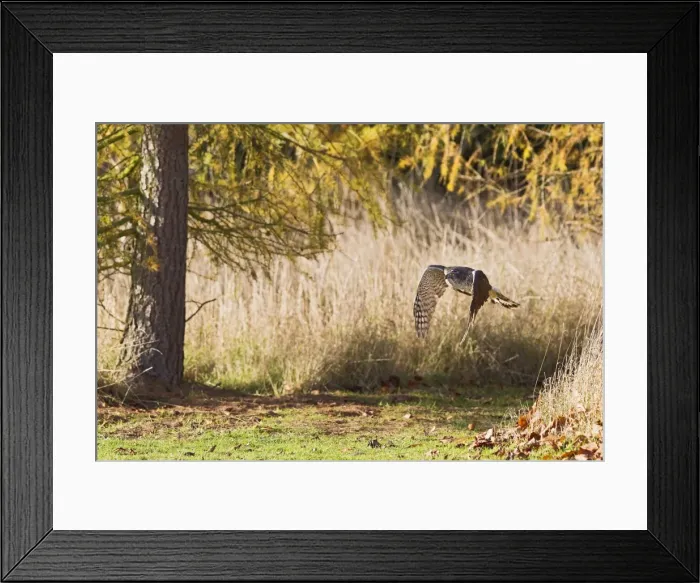 Framed Print : Picture No. 10886989 Framed Print : Picture No. 10886989