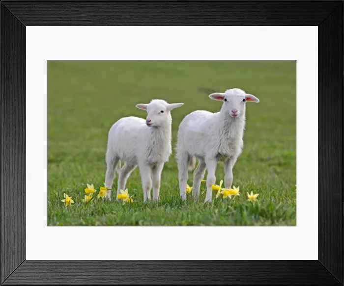 Framed Print : Picture No. 10886981 Framed Print : Picture No. 10886981