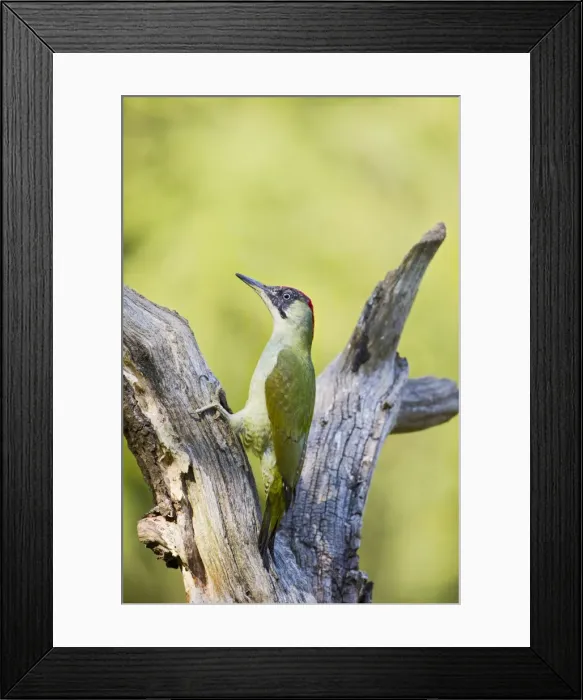 Framed Print : Picture No. 10886985 Framed Print : Picture No. 10886985
