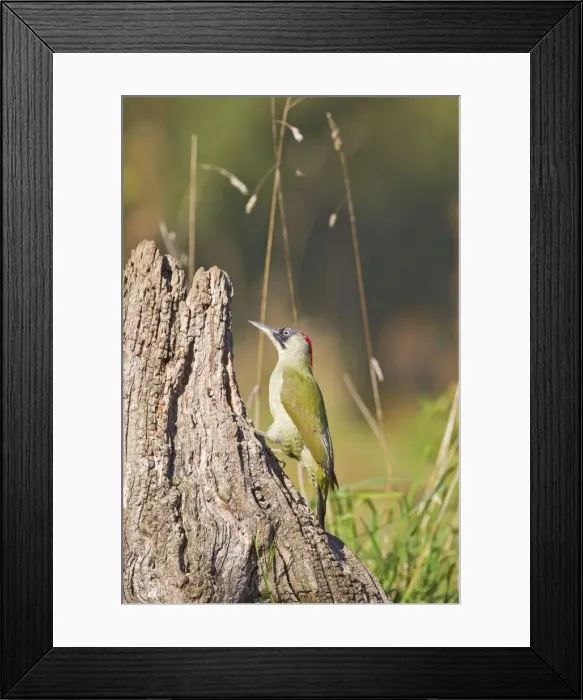 Framed Print : Picture No. 10886987 Framed Print : Picture No. 10886987