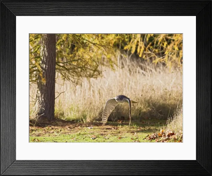 Framed Print : Picture No. 10886988 Framed Print : Picture No. 10886988