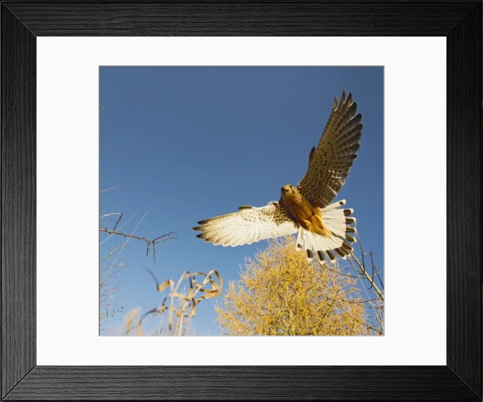 Framed Print : Picture No. 10886990 Framed Print : Picture No. 10886990