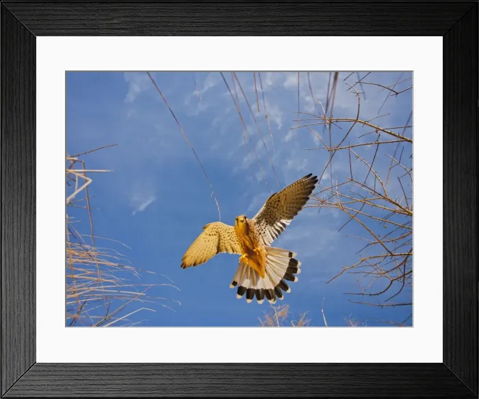 Framed Print : Picture No. 10886995 Framed Print : Picture No. 10886995