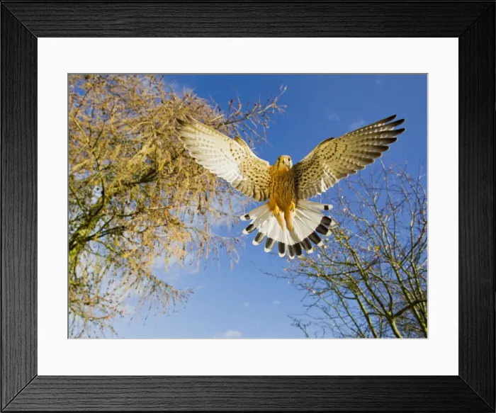 Framed Print : Picture No. 10886991 Framed Print : Picture No. 10886991