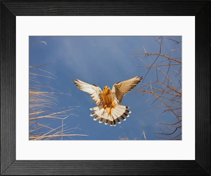 Framed Print : Picture No. 10886994 Framed Print : Picture No. 10886994