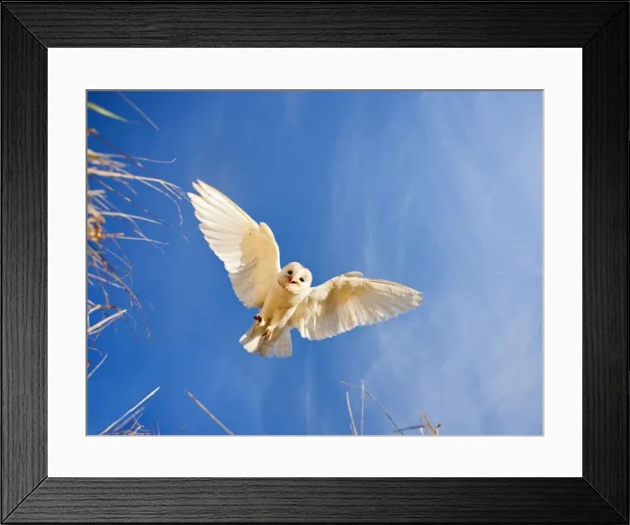 Framed Print : Picture No. 10886996 Framed Print : Picture No. 10886996