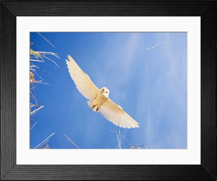 Framed Print : Picture No. 10886997 Framed Print : Picture No. 10886997