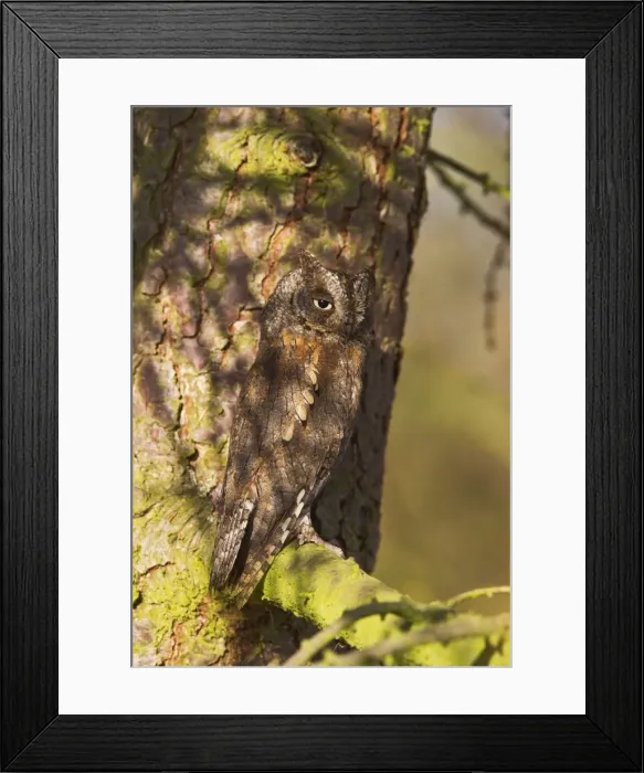 Framed Print : Picture No. 10886998