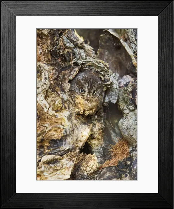 Framed Print : Picture No. 10887000 Framed Print : Picture No. 10887000