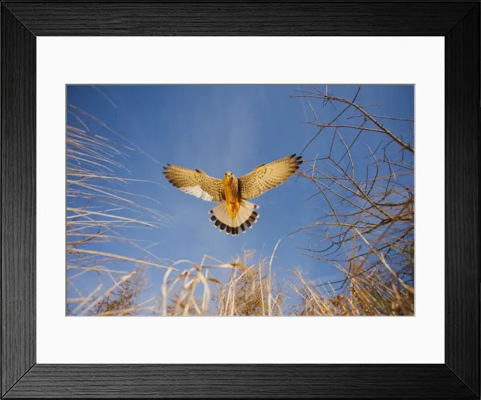 Framed Print : Picture No. 10886993 Framed Print : Picture No. 10886993