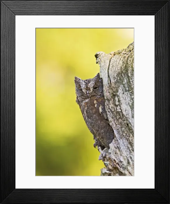 Framed Print : Picture No. 10887002 Framed Print : Picture No. 10887002