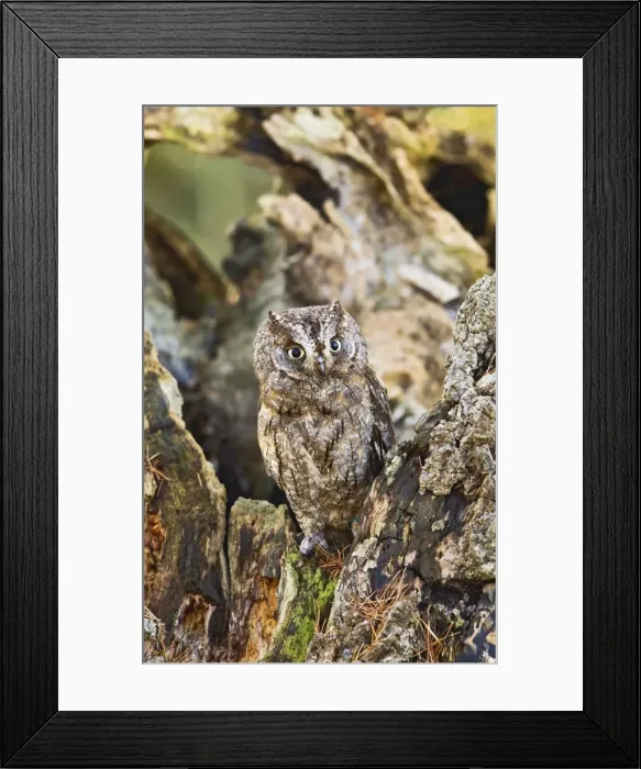 Framed Print : Picture No. 10887001 Framed Print : Picture No. 10887001