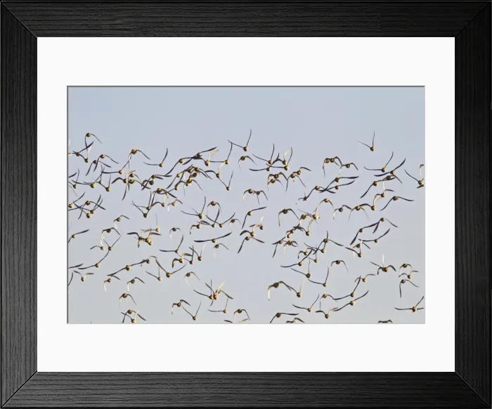 Framed Print : Picture No. 10887004 Framed Print : Picture No. 10887004