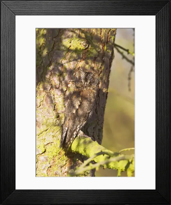 Framed Print : Picture No. 10886999 Framed Print : Picture No. 10886999