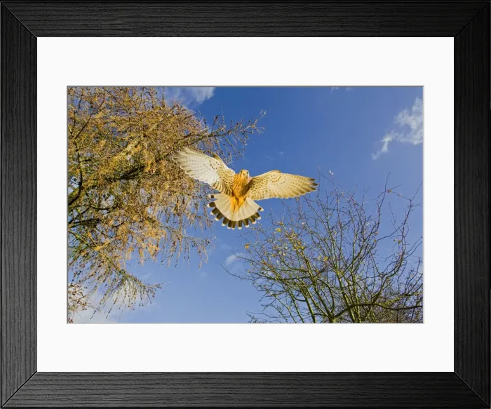 Framed Print : Picture No. 10886992 Framed Print : Picture No. 10886992
