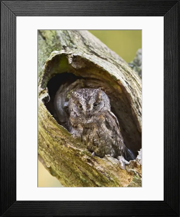 Framed Print : Picture No. 10887003 Framed Print : Picture No. 10887003