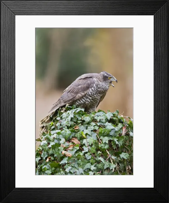 Framed Print : Picture No. 10887007 Framed Print : Picture No. 10887007