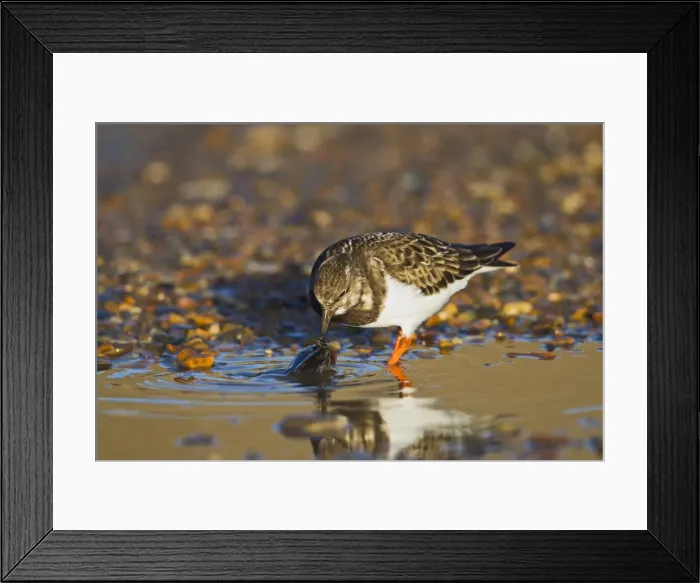 Framed Print : Picture No. 10887005 Framed Print : Picture No. 10887005