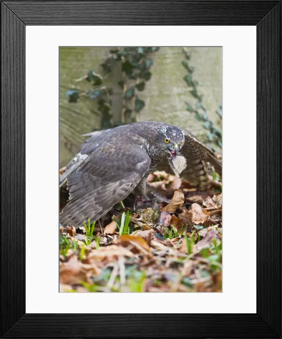 Framed Print : Picture No. 10887009 Framed Print : Picture No. 10887009