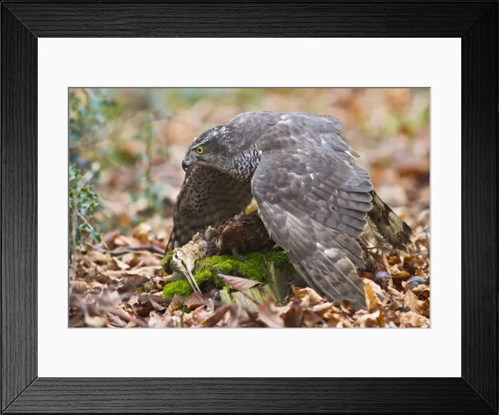 Framed Print : Picture No. 10887010 Framed Print : Picture No. 10887010