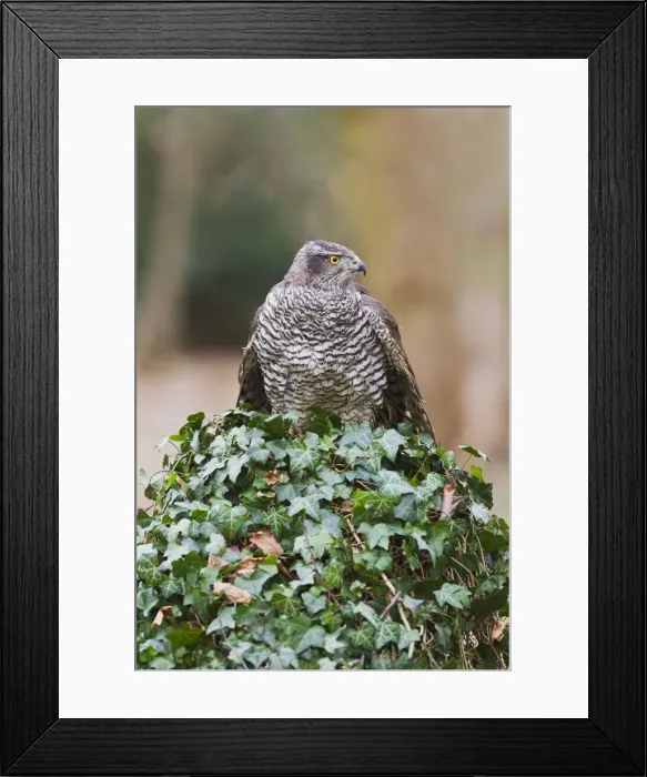 Framed Print : Picture No. 10887006 Framed Print : Picture No. 10887006